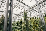 Legal cannabis crop in Canada