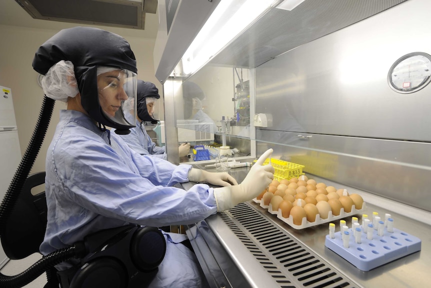 Two scientists sitting in a laboratory, wearing blue gown, gloves and respiratory mask, with a tray of eggs on the lab bench