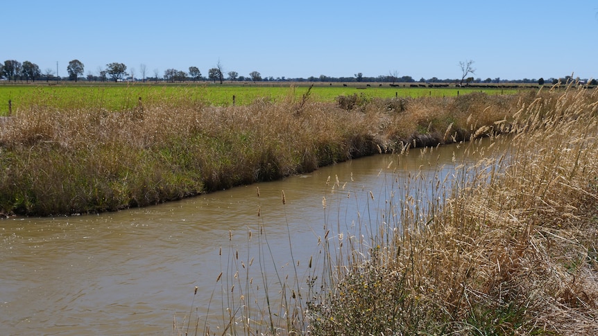 Brown water flows along a channel lined with tall grass, under blue skies. 
