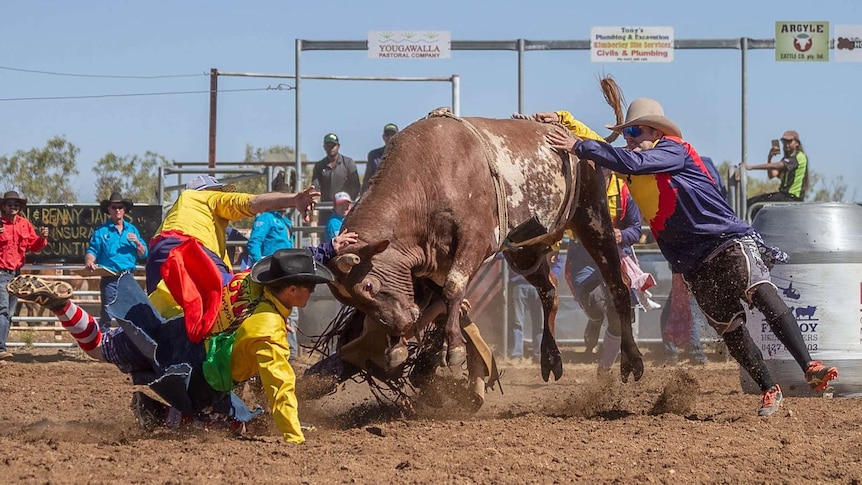 Rodeo clown Cain Burns takes full force of 600kg bull by diving under it to save rider from trampling - ABC News