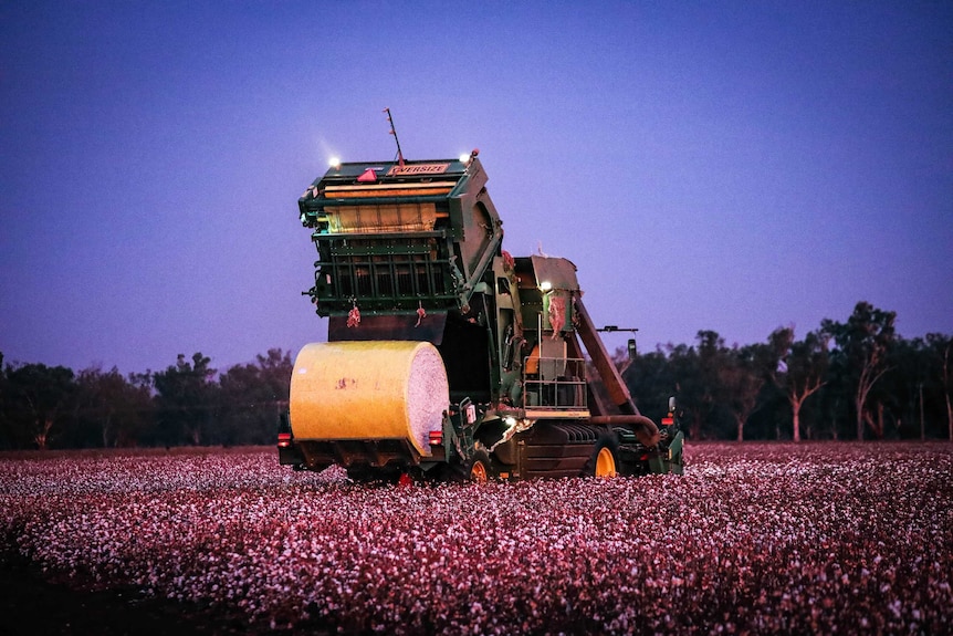 Cotton harvester at night releasing a bale of cotton.