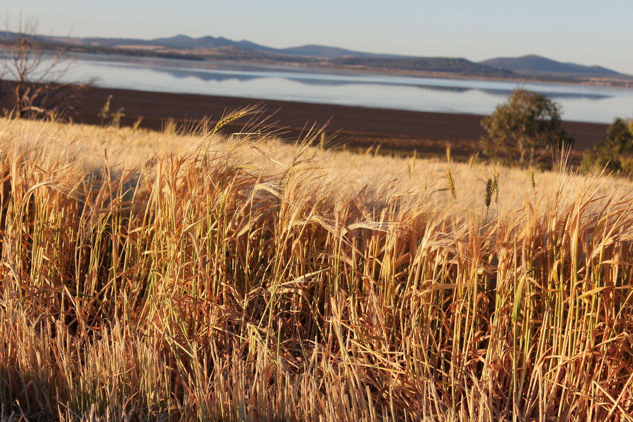 Spring Ridge 2343 Location ABC News