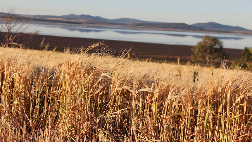 Wheat crop