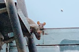 Rats seen trying to climb down a ladder from the top of a building