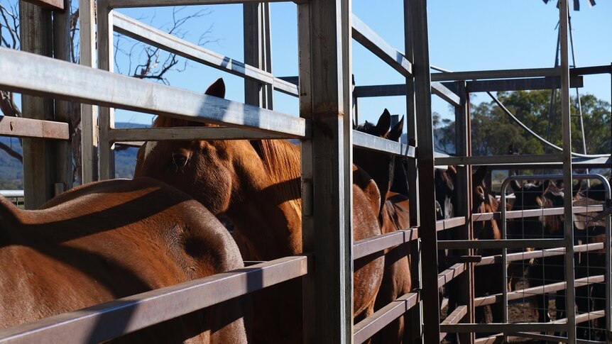 Horses of different types and sizes line up in a race.