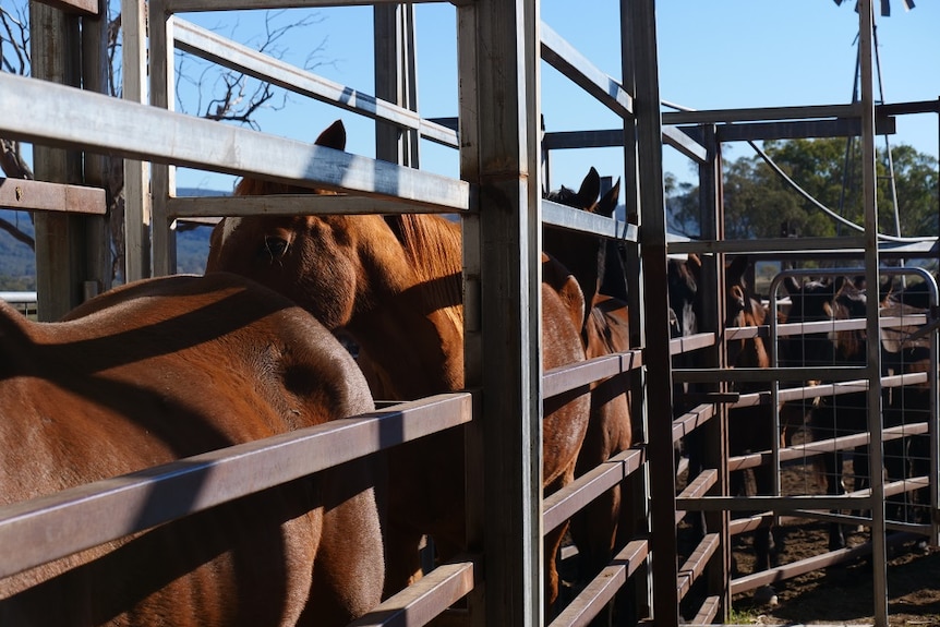 Horses of different types and sizes line up in a race.