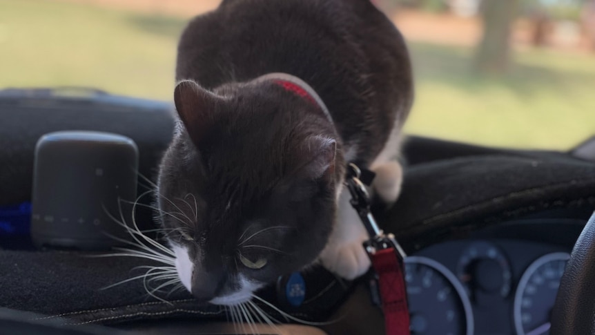 A cat on the dashboard of the car