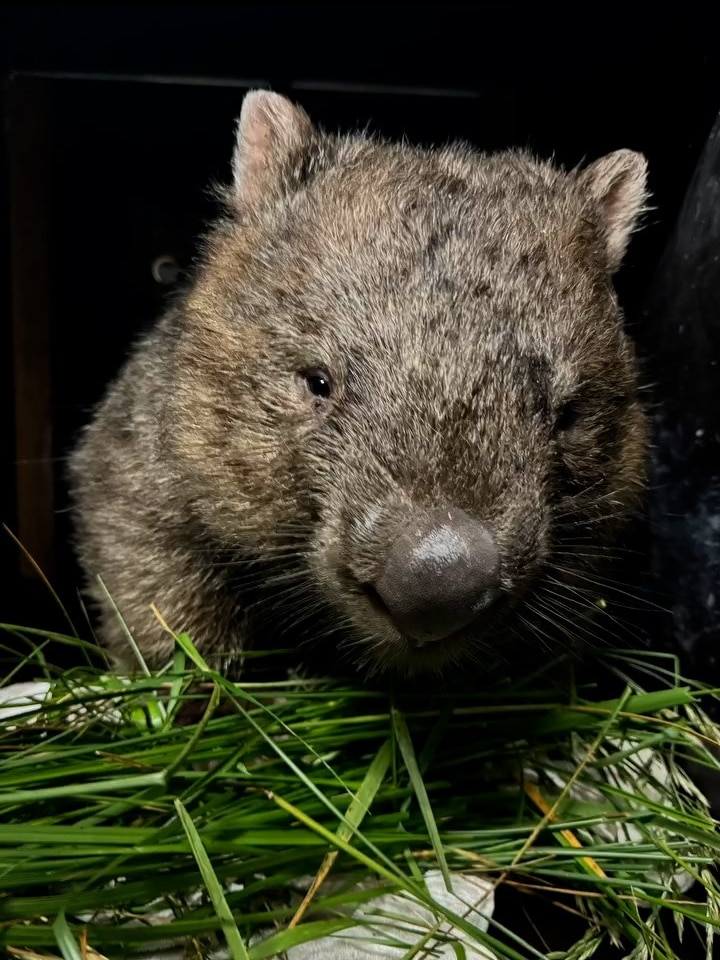 A wombat with grass in front of it.