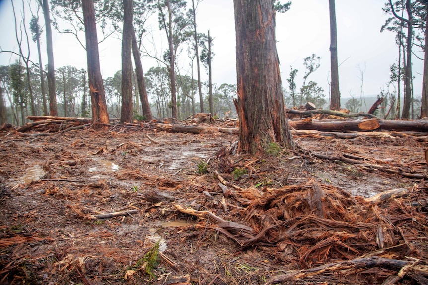 Wet ground with tree debris