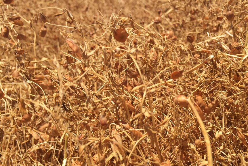 A close-up of the lentil crop to be harvested on the Yorke Peninsula, South Australia.