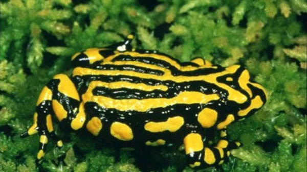 Rare: there are only about 200 southern corroboree frogs left in the park.