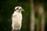 A wet and bedraggled kookaburra sits on a fence post in the rain.