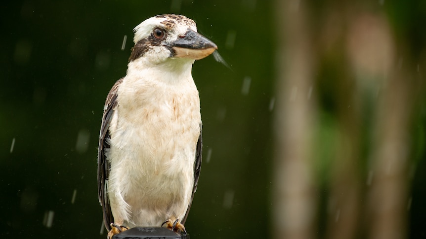 A wet and bedraggled kookaburra sits on a fence post in the rain.