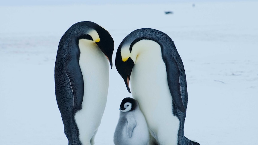 Emperor penguins with chick