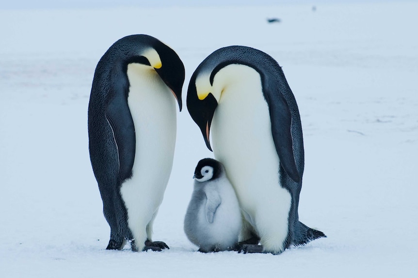 Emperor penguins huddled together in the snow