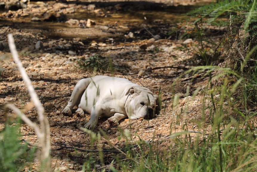 A dog lying on the ground in the bush. 