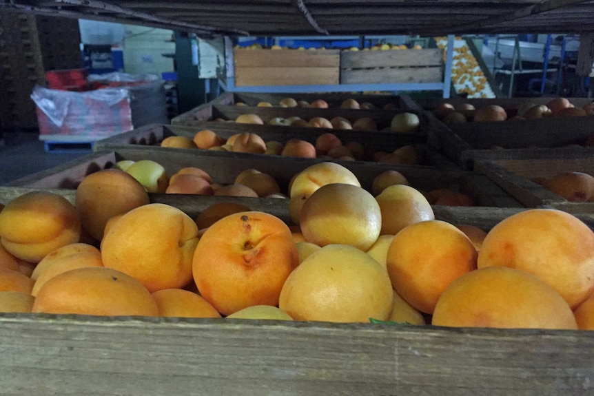 Apricots in boxes