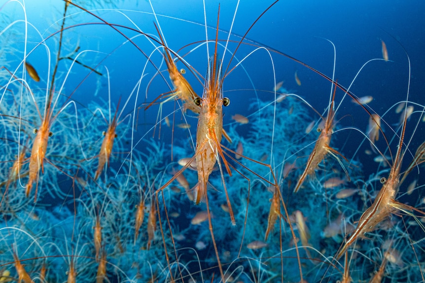 An close up image of a narwhal shrimp among a group of thousands of other shrimps. 