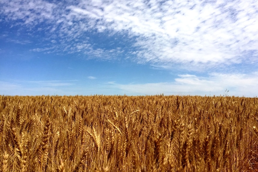 A crop of wheat in a paddock with blue sky above.