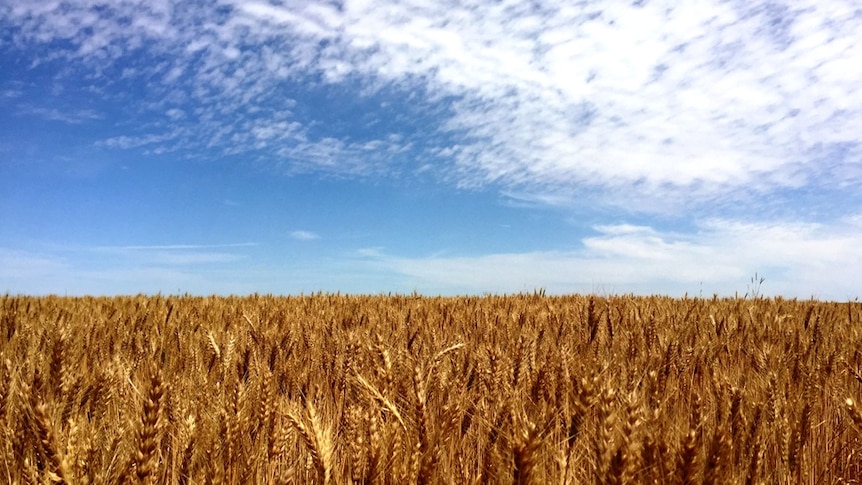 A wheat crop near Paruna in South Australia