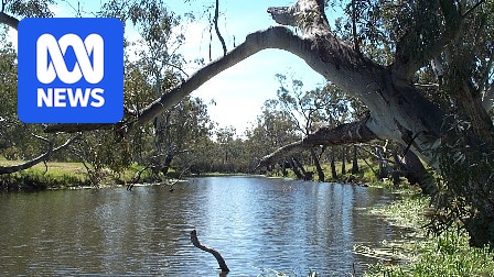 Wimmera Glenelg water plan could save indigenous species have flow on Wimmera Glenelg water plan could save indigenous species have flow on