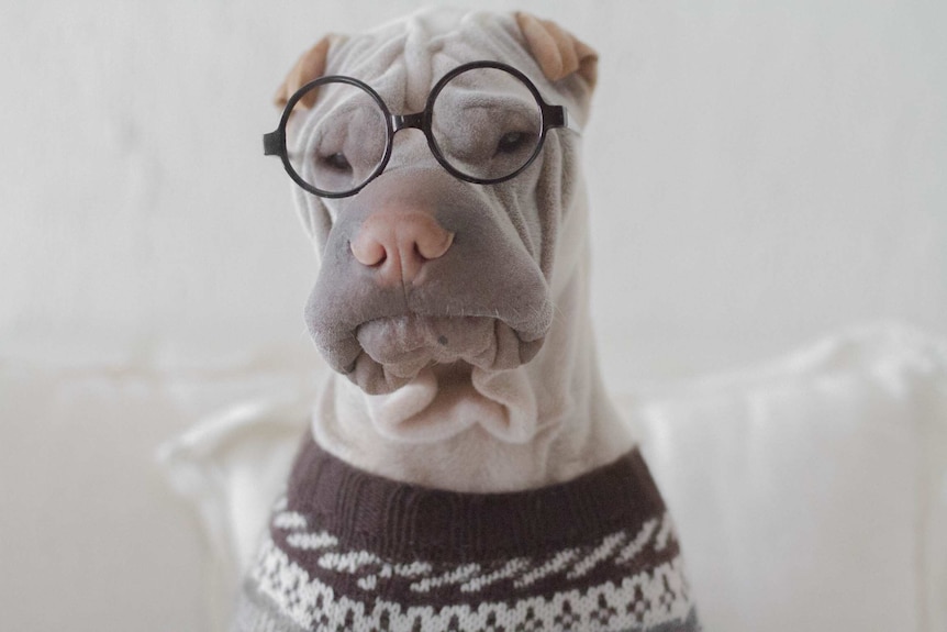 A shar pei dog dressed in a sweater and glasses