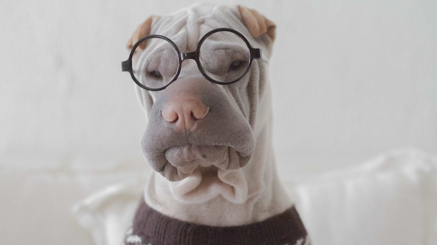 A shar pei dog dressed in a sweater and glasses