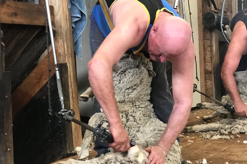 A man shears a sheep in shearing sheds.