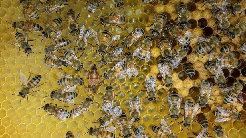 Authorities are developing a database for tracking hive movements.