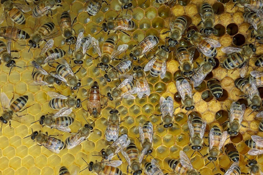 Bees in hive.