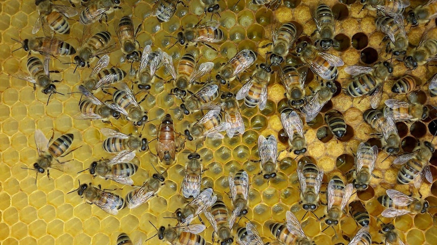 Bees in hive.