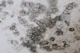 Circular spots with speckles like stamps of black mould on a white wall. 