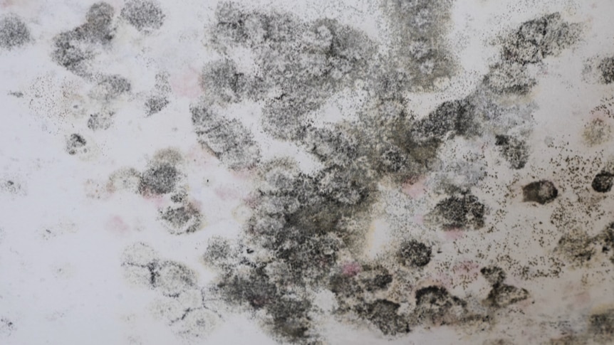 Circular spots with speckles like stamps of black mould on a white wall. 