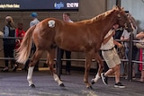 The thoroughbred yearling colt from sire Sntzel being led in the auction ring at Inglis selling facility