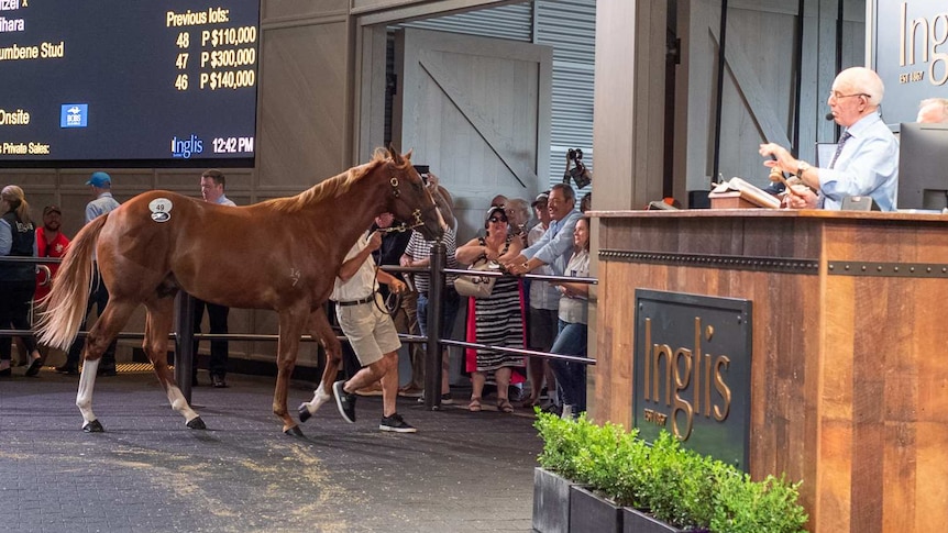 The thoroughbred yearling colt from sire Sntzel being led in the auction ring at Inglis selling facility