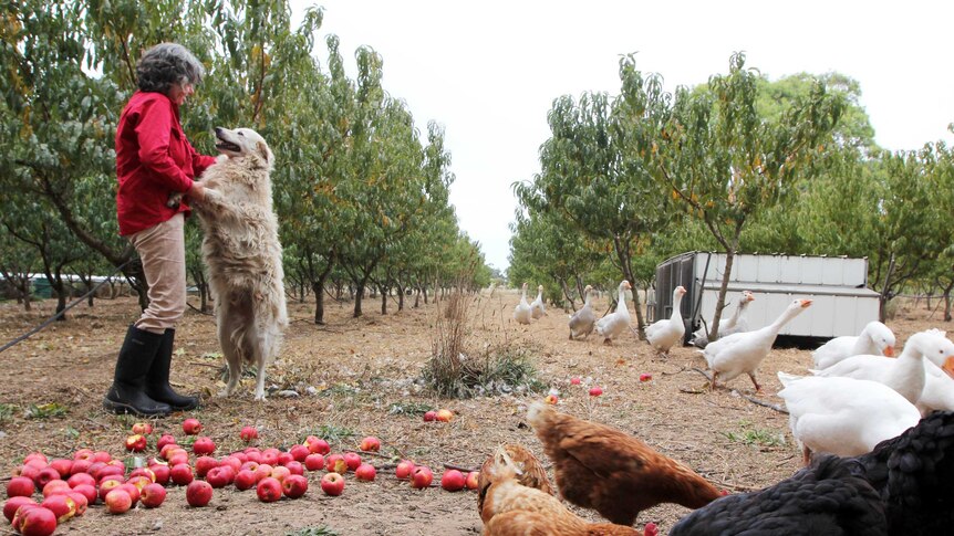 An army of animals including geese, chickens and Maremma dogs is part of the workforce at Kalangadoo Organic Orchard.