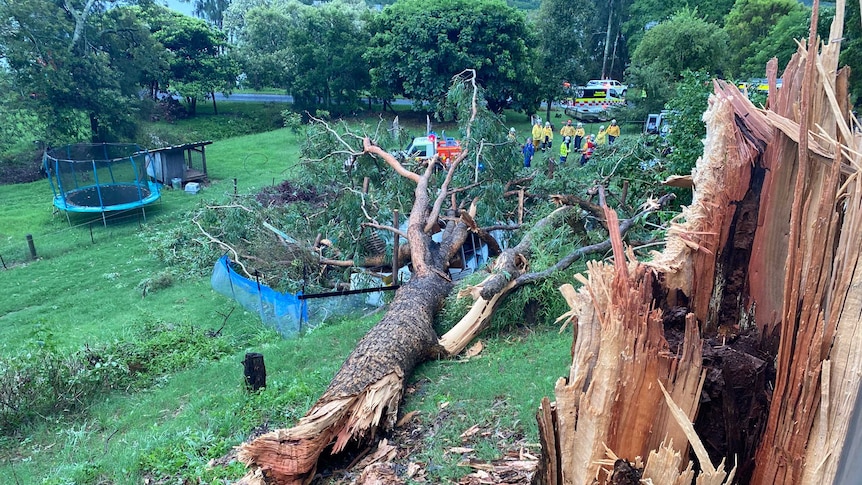 A grassy area with a large tree fallen on top of a caravan, emergency services helping out