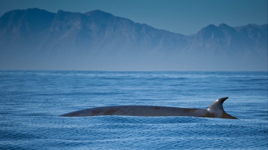 Brydes whale in False Bay, South Africa
