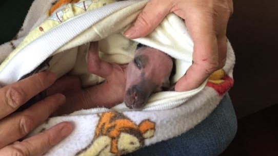 Joey being treated at Kanyana Wildlife hospital