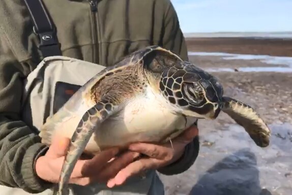 A Florida wildlife volunteer holds a cold-stunned turtle