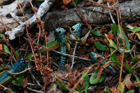 Blue male alpine grasshoppers