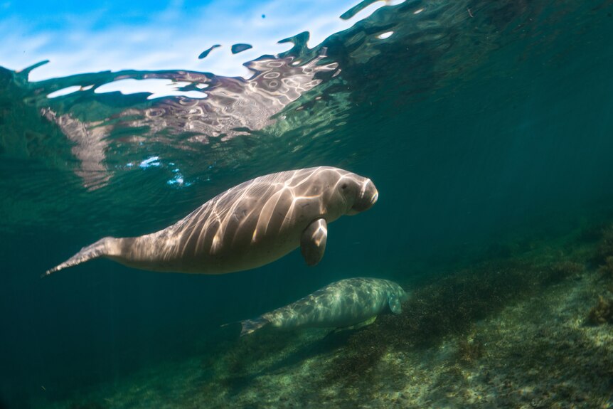 A mature dugong and a calf swim through clear, green waters.