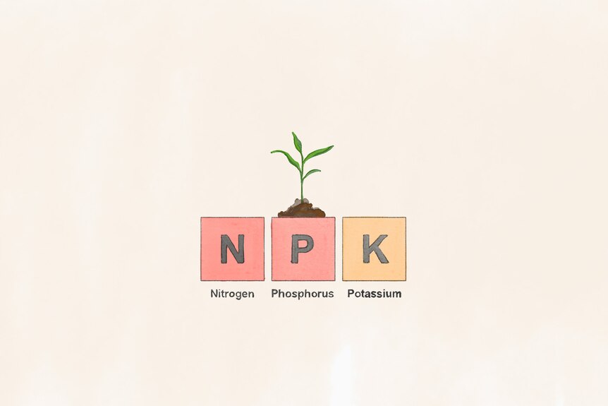 Water colour picture of Nitrogen, phosphorus and potassium elements