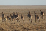 Mob of kangaroos in central-west Queensland in December 2014
