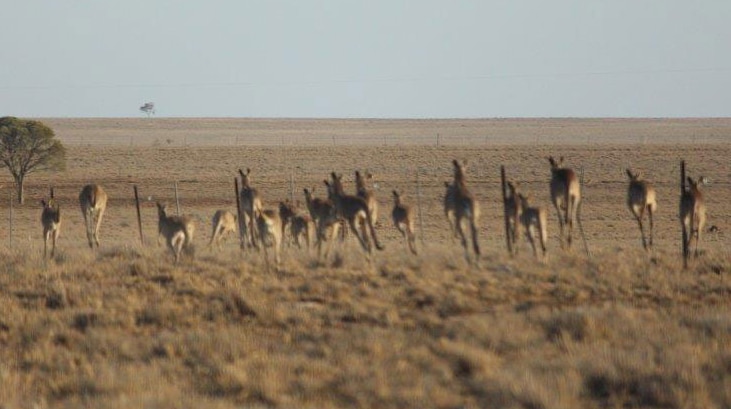 Mob of kangaroos in central-west Queensland in December 2014