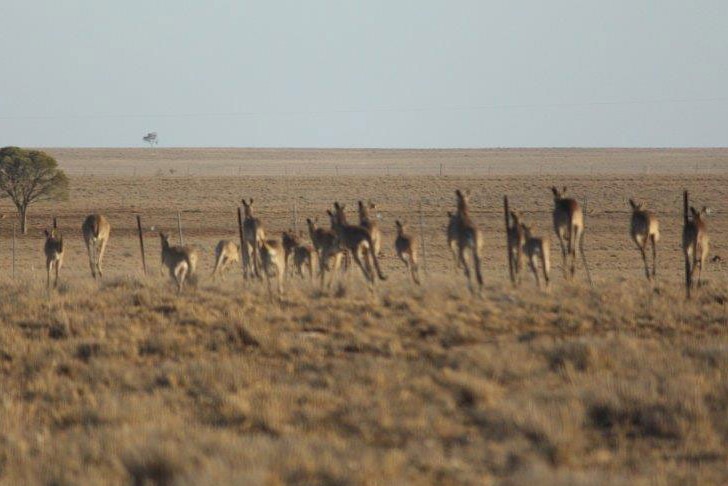 Mob of kangaroos in central-west Queensland in December 2014