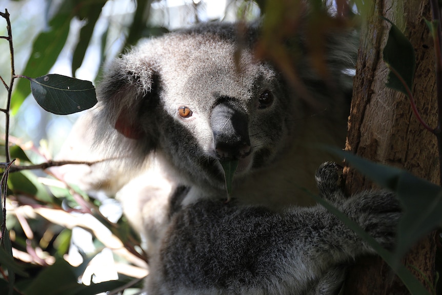 Koala with gum leaf in mouth