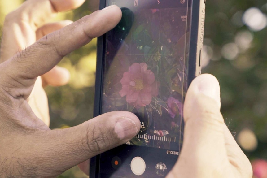 Close up of person's fingers zooming in on a flower on their camera phone