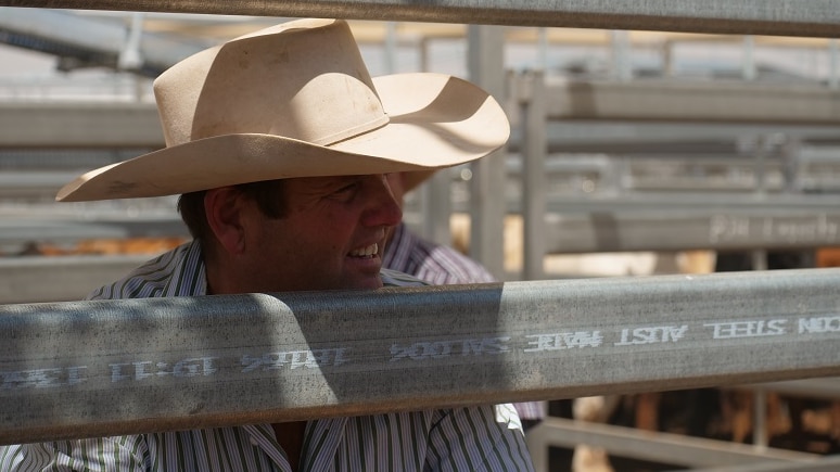 A man, wearing a cowboy hat, leans through railings at saleyards.