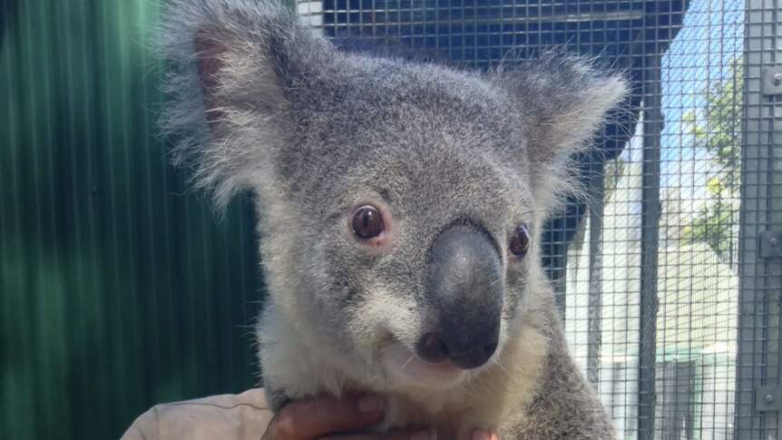 Injured koala at Currumbin Wildlife Hospital on Queensland's Gold Coast in March, 2014